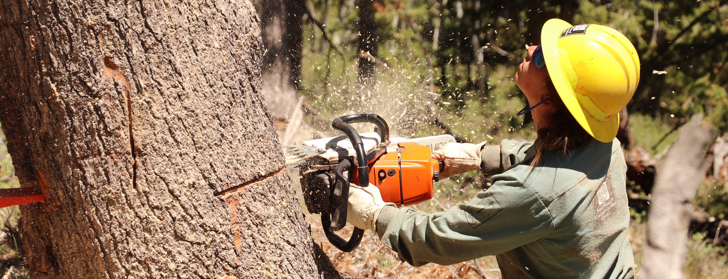 Crew member sawing a tree